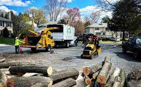 Best Tree Disease Treatment  in Edison, GA