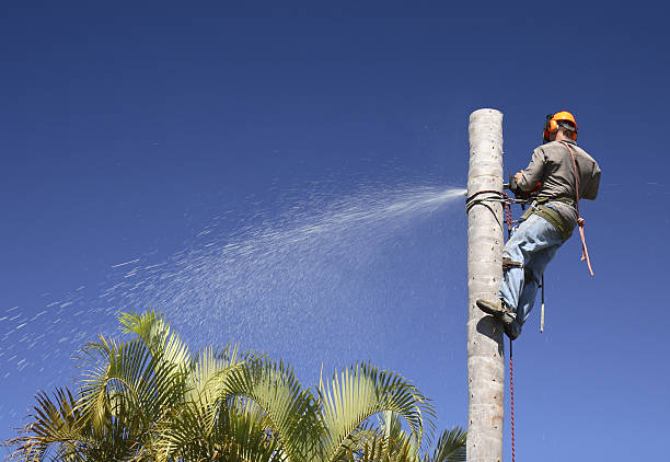 Best Hazardous Tree Removal  in Edison, GA