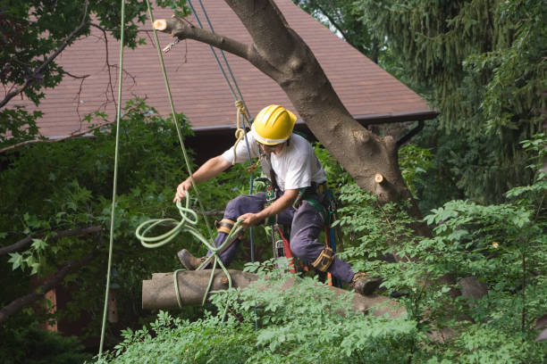 Best Tree and Shrub Care  in Edison, GA