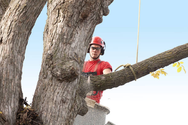 Best Stump Grinding and Removal  in Edison, GA